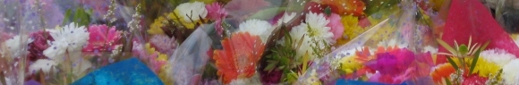 photograph of cut flowers